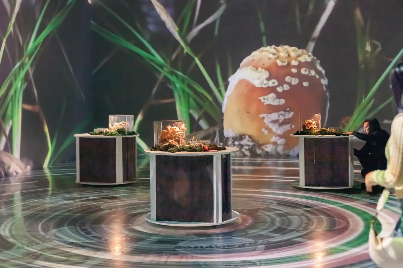 Mushroom Music at Arcadia Earth